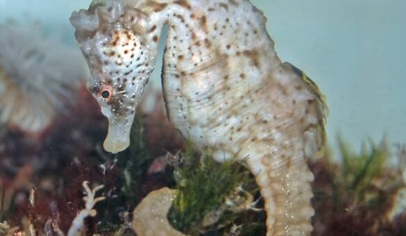 Patagonian seahorse (Hippocampus patagonicus) in South Atlantic coastal waters